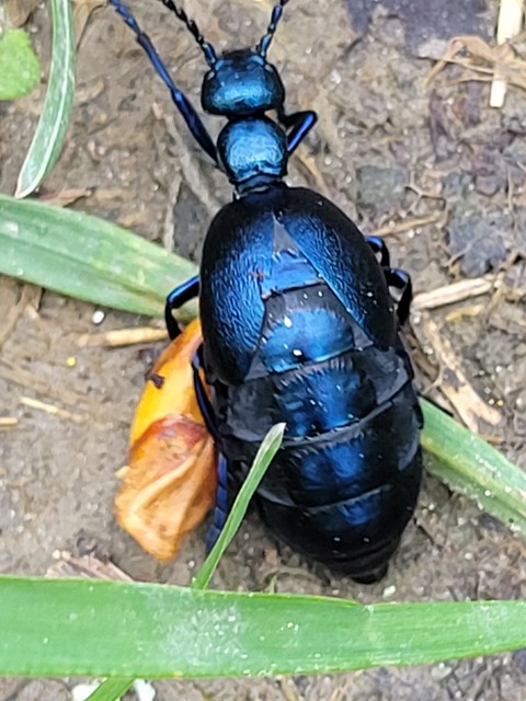 Meloe violaceus - kék nünüke