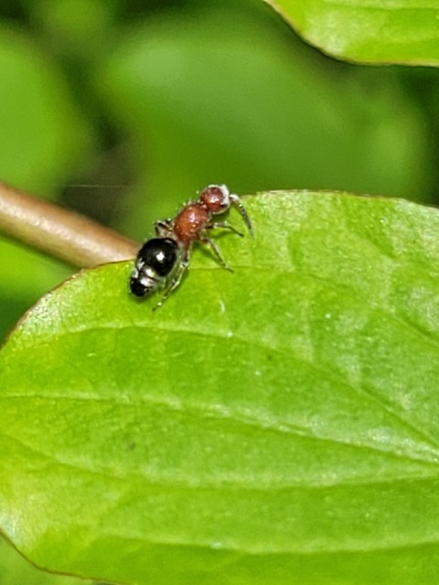 Mutillidae - hangyadarazsak