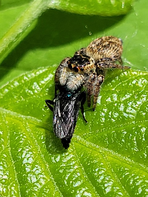 Carrhotus xanthogramma - rozsdás ugrópók