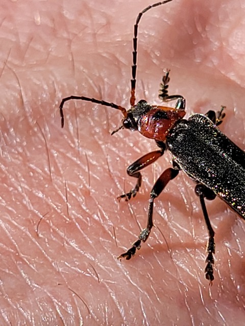 Cantharis rustica - suszterbogár