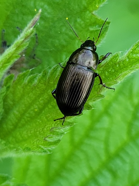 Amara similata - gyakori közfutó Amara similata - gyakori közfutó
