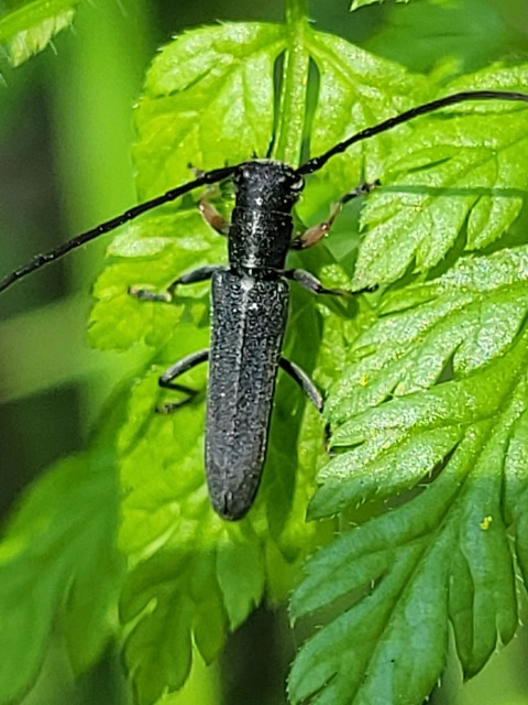 Phytoecia cylindrica - medvelapucincér
