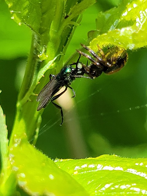 Synema globosum/ornatum