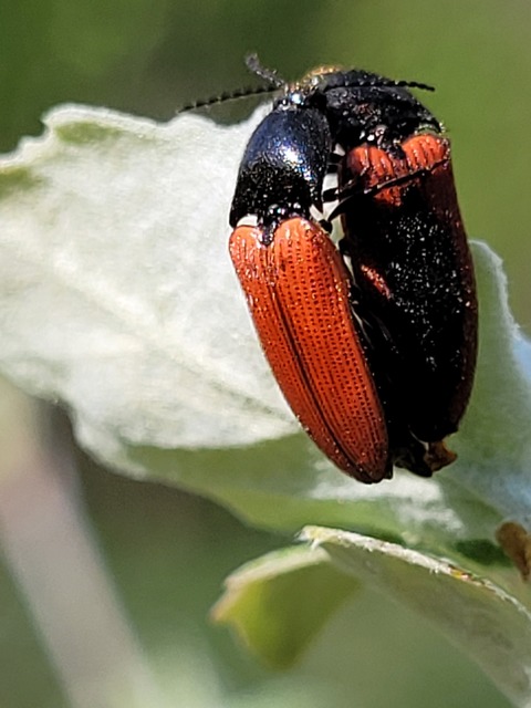 Ampedus sanguinolentus - középfoltos pattanó