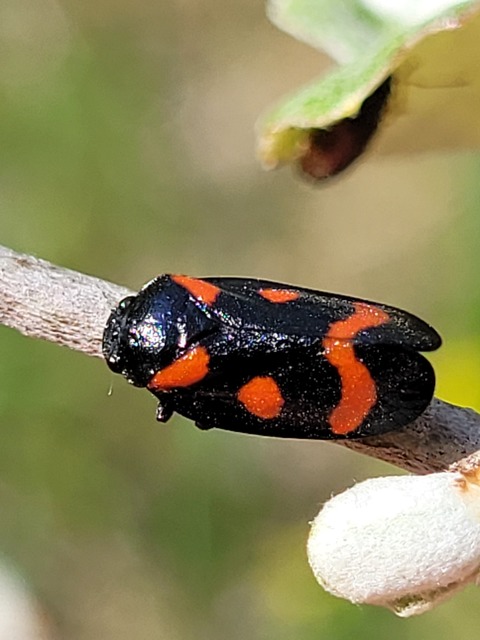 Cercopis arcuata/sanguinolenta