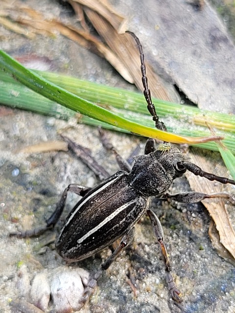 Neodorcadion bilineatum - kétsávos földicincér