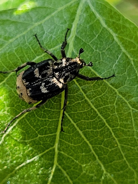 Valgus hemipterus - suta virágbogár