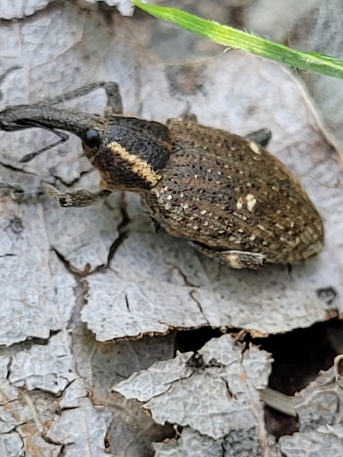 Lepyrus palustris - kétpettyes fűzormányos