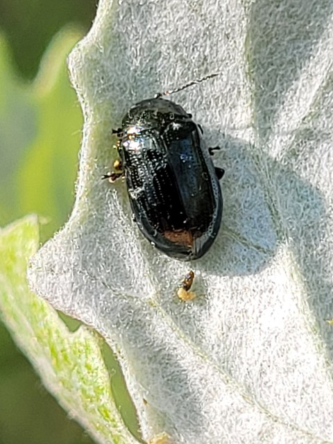 Phratora