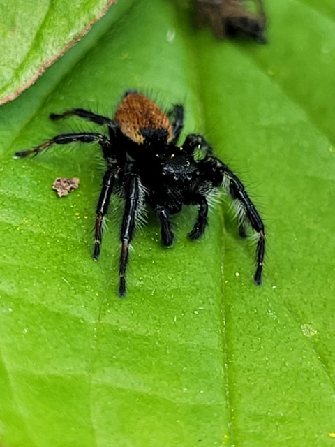 Carrhotus xanthogramma - rozsdás ugrópók