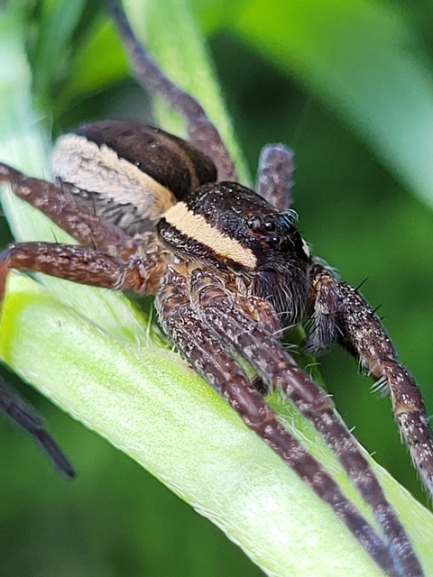 Dolomedes plantarius/fimbriatus