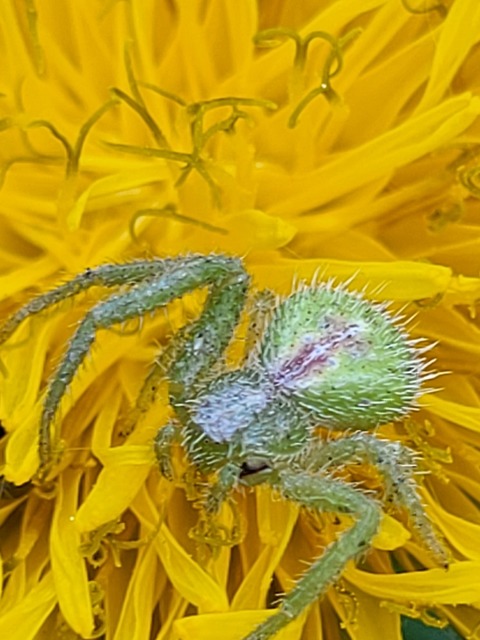 Heriaeus graminicola/hirtus