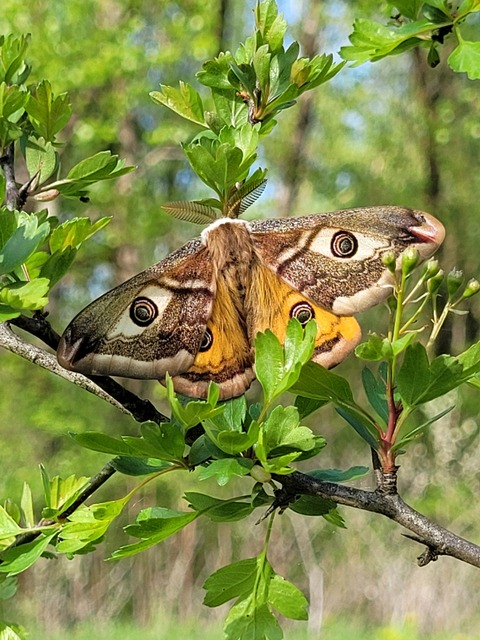 Saturnia pavoniella/pavonia