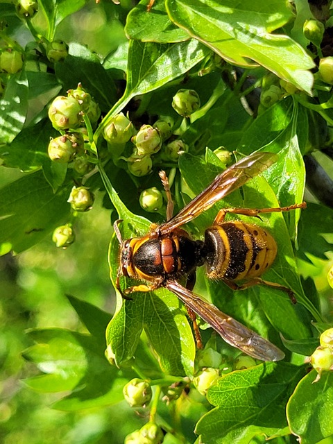 Vespa crabro - lódarázs