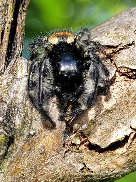 Carrhotus xanthogramma - rozsdás ugrópók