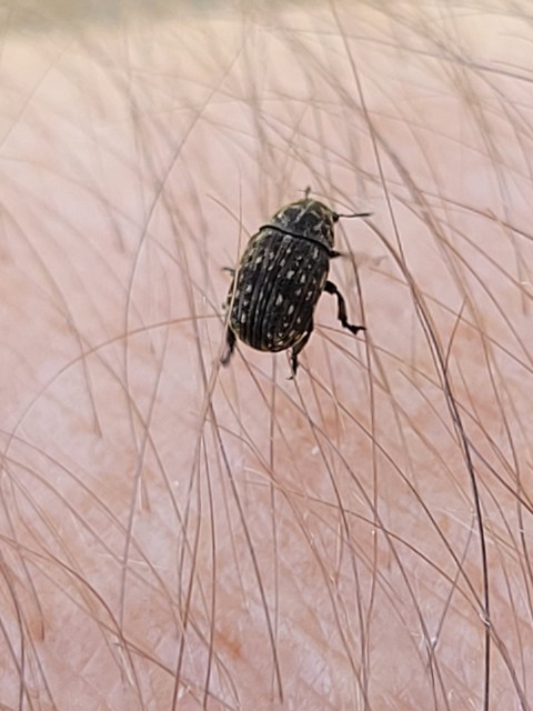 Anthribus nebulosus - ködfoltos pajzstetvész-orrosbogár
