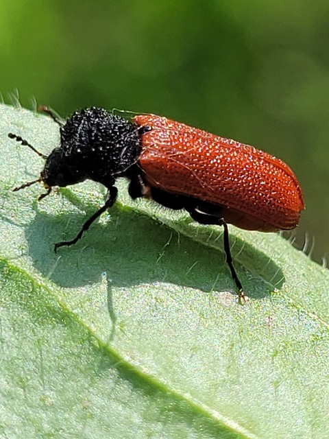 Bostrichus capucinus - piros csuklyásszú
