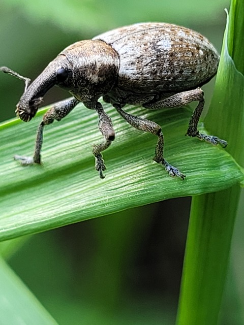 Lepyrus armatus - tompafogú fűzormányos