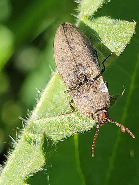 Agrypnus murinus - egérszínű pikkelyespattanó