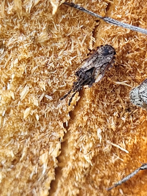 Aradus depressus - lapos kéregpoloska Aradus depressus - lapos kéregpoloska