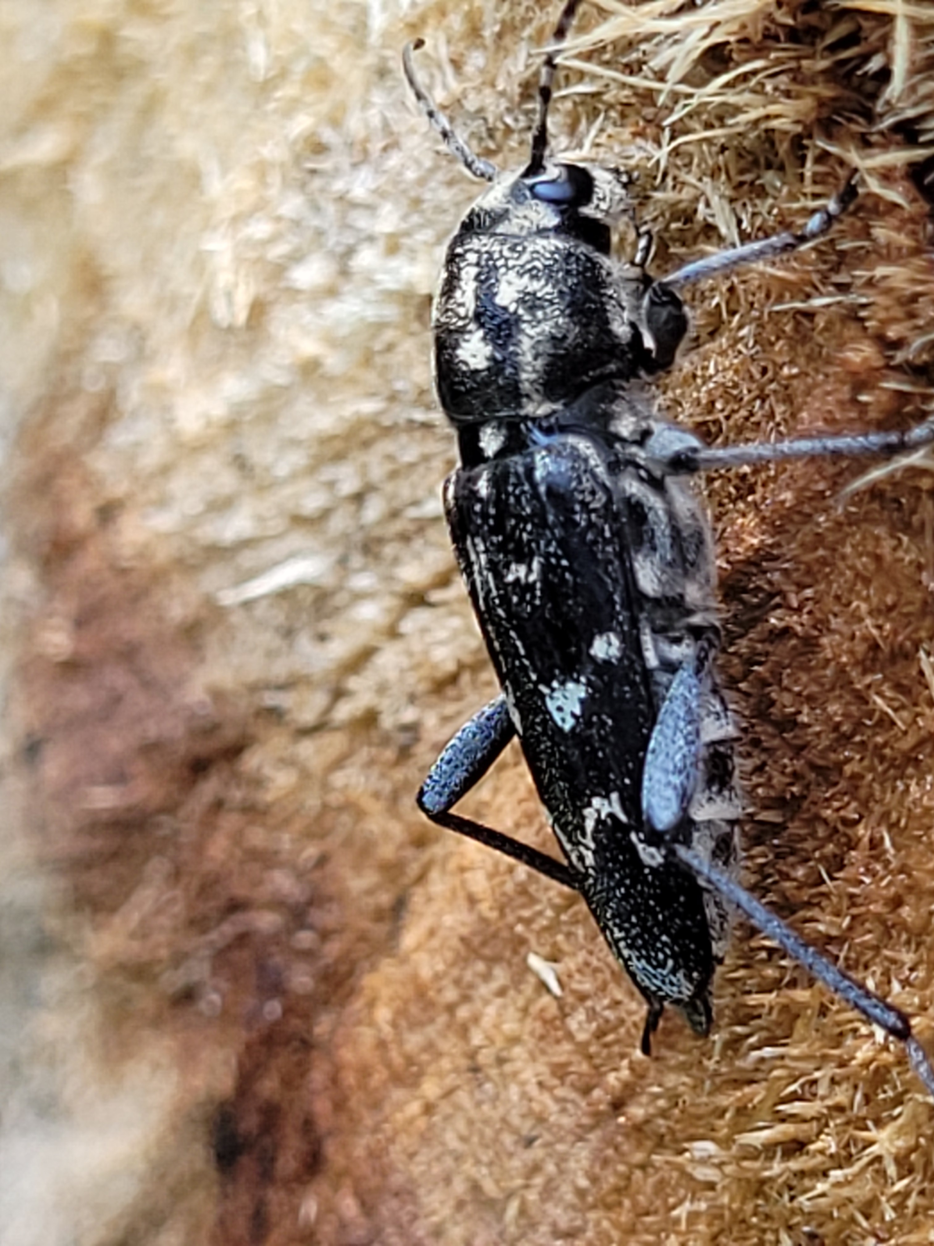 Xylotrechus rusticus - egérszínű darázscincér