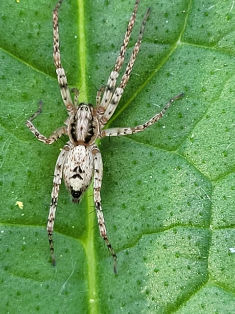 Anyphaena accentuata - jegyespók