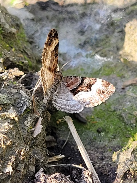 Xanthorhoe biriviata - kétsávos tarkaaraszoló