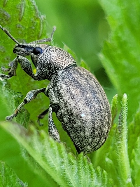 Otiorhynchus ligustici - vincellér-gyalogormányos