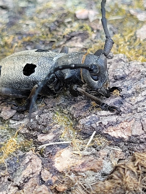 Morimus asper funereus - gyászcincér