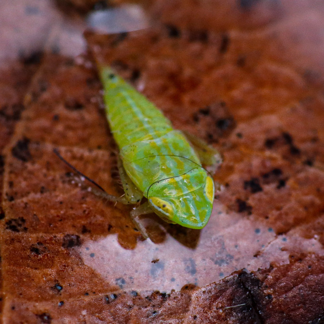 Fieberiella florii