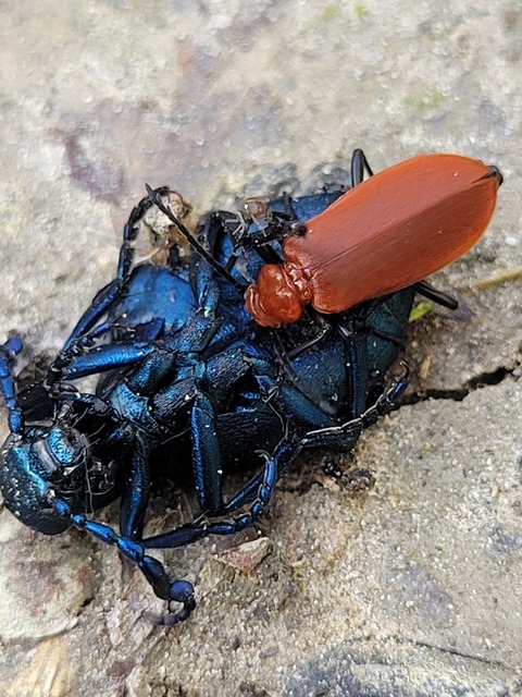 Pyrochroa serraticornis - közép-bíborbogár