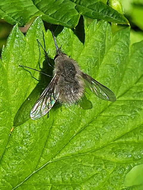 Bombylius cinerascens