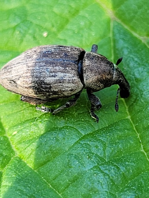 Lepyrus capucinus - pettyes fűzormányos