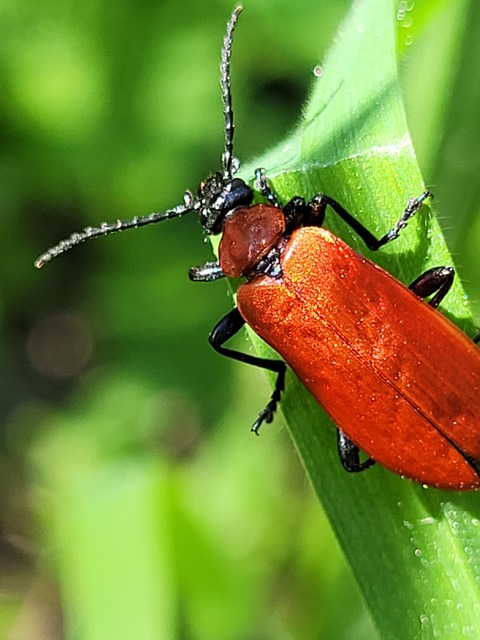 Pyrochroa coccinea - nagy bíborbogár