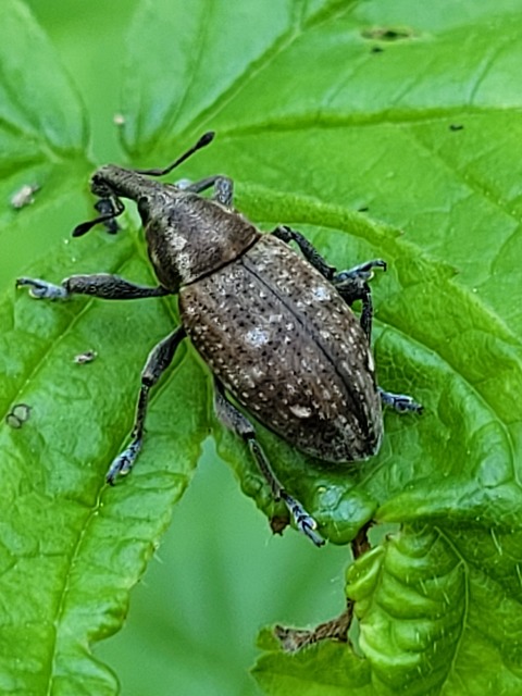 Lepyrus capucinus - pettyes fűzormányos