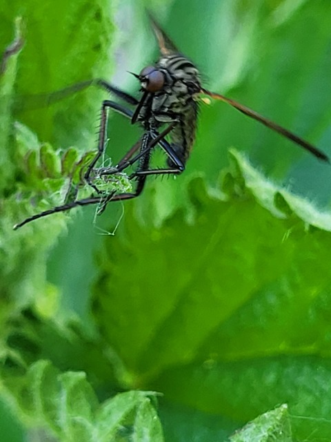 Empididae - táncoslegyek