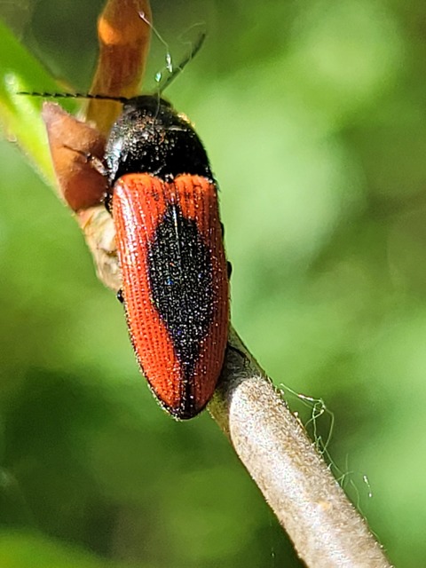 Ampedus sanguinolentus - középfoltos pattanó