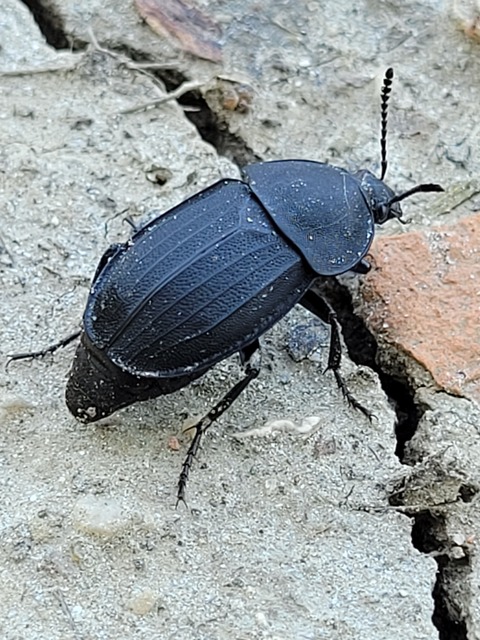 Silpha obscura - közönséges dögbogár
