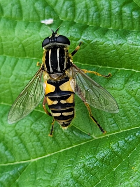 Helophilus pendulus - közönséges mocsárilégy