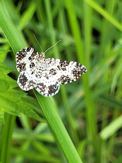 Epirrhoe tristata - gyászos tarkaaraszoló