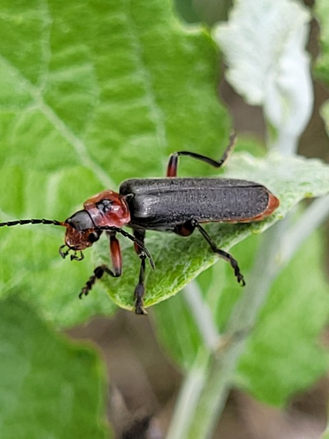 Cantharis rustica - suszterbogár