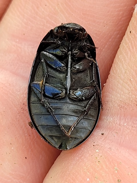 Hydrochara caraboides - kis csibor