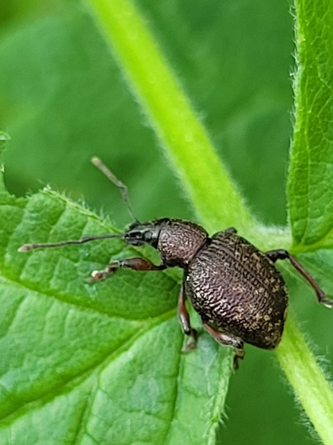 Dodecastichus inflatus - barázdásorrú gyalogormányos