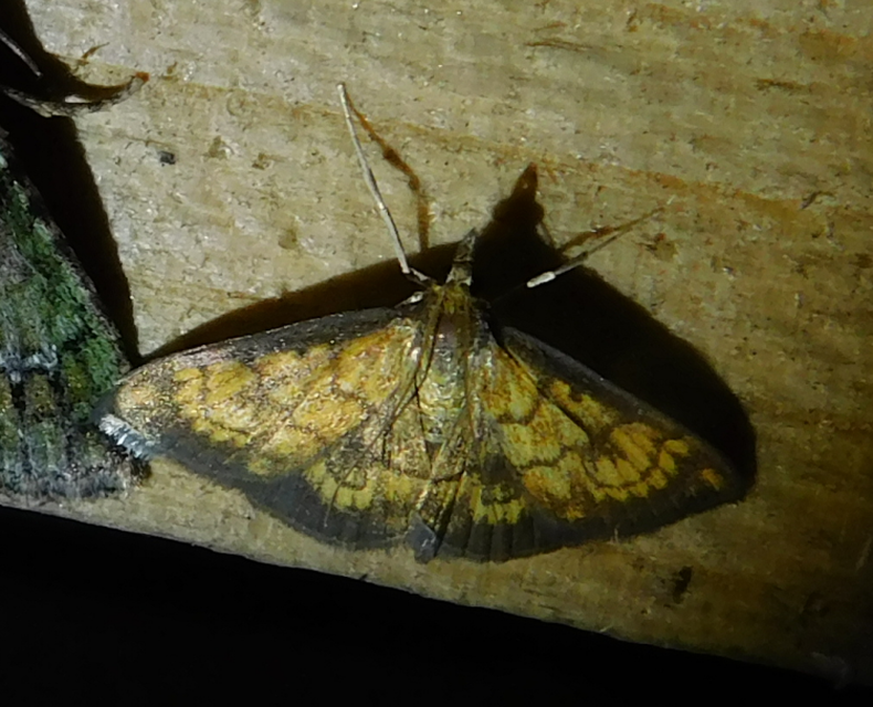 Ecpyrrhorrhoe rubiginalis - rozsdavörös tűzmoly