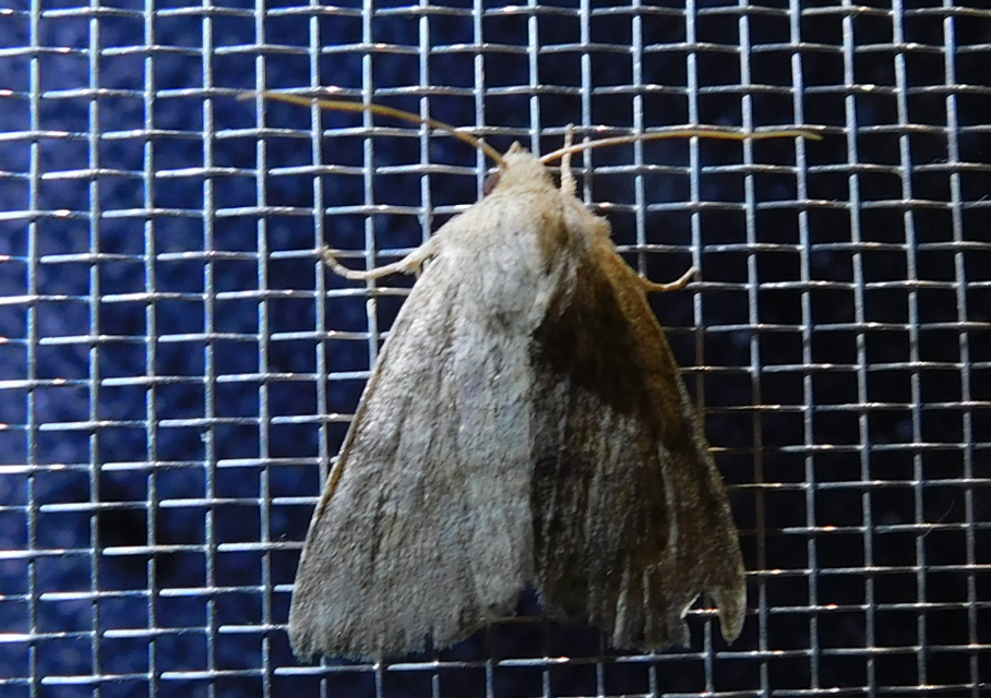 Parastichtis suspecta - sötét erdeibagoly
