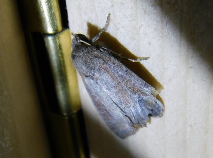 Parastichtis suspecta - sötét erdeibagoly