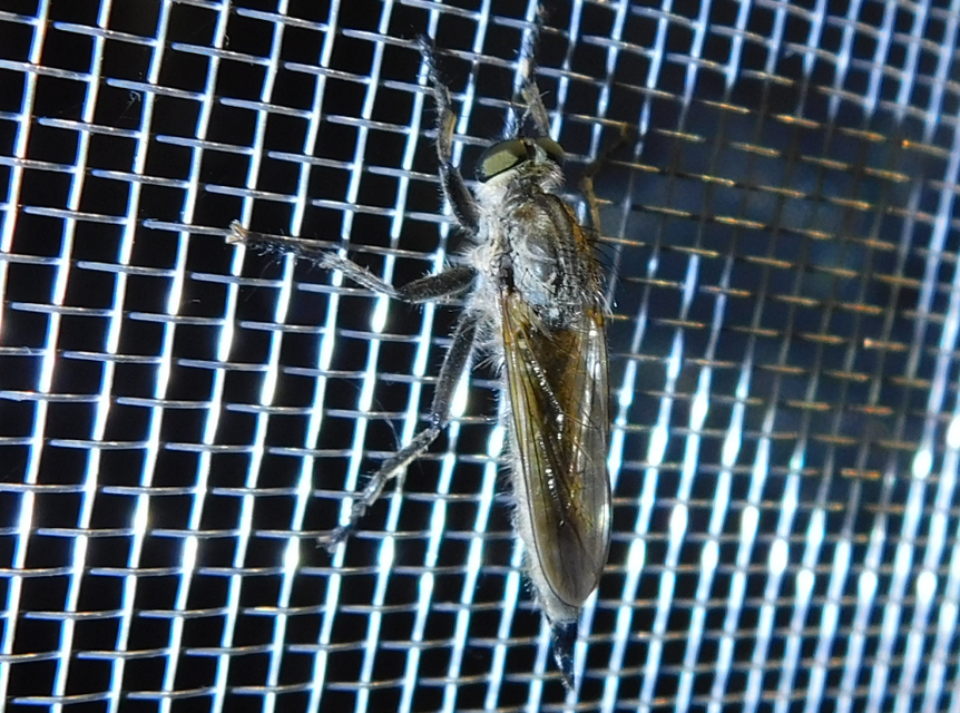 Eutolmus rufibarbis
