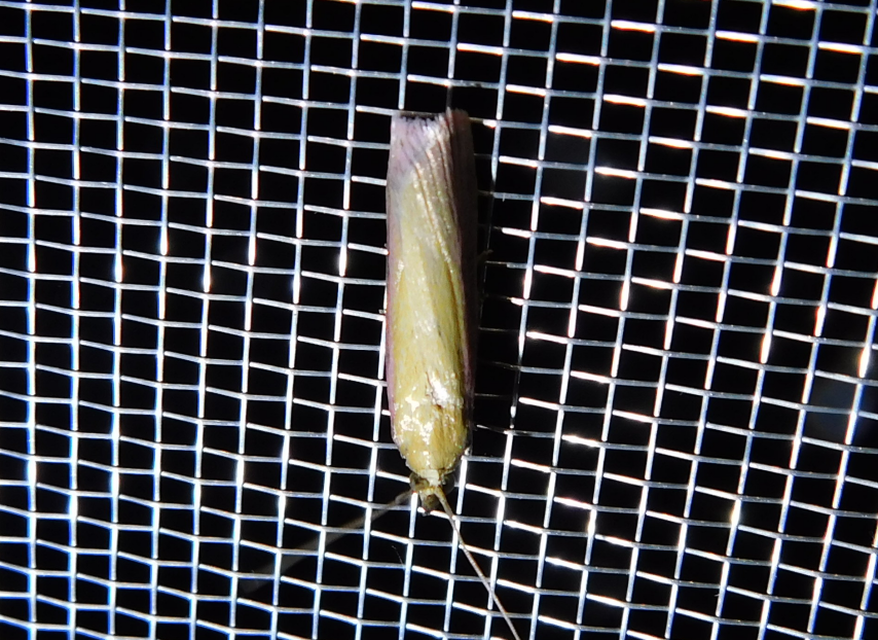 Oncocera semirubella - lucernamoly