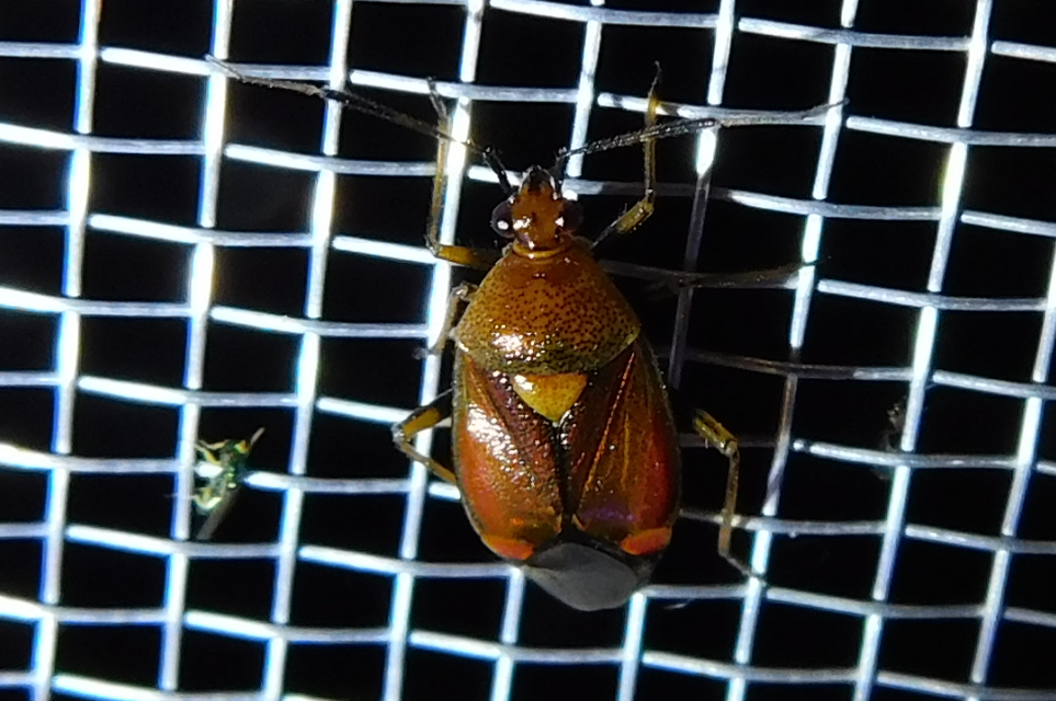 Deraeocoris ruber - vöröses mezeipoloska