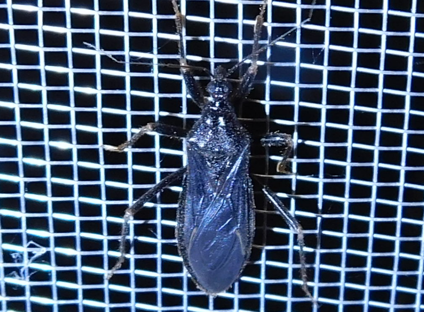 Reduvius personatus - szemetes zugpoloska
